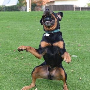 Meet your Posher, Anne